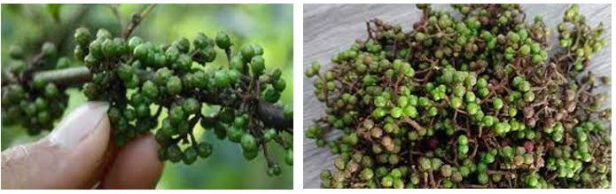 ANDALIMAN, REMPAH TANAH BATAK YANG KAYA MANFAAT