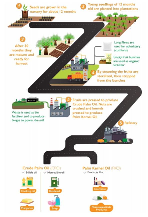 Hilirisasi Tanaman Palma Untuk Mendukung Pengembangan Agroindustri