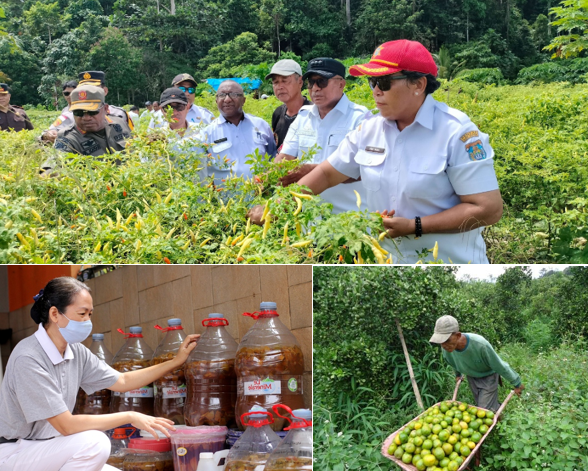 ECO-ENZYME MENDUKUNG PERTANIAN BERKELANJUTAN INDONESIA