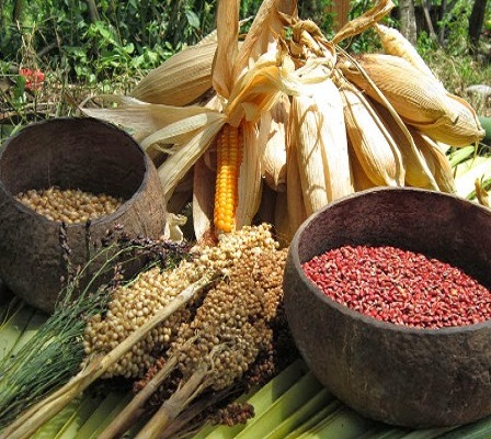 INDONESIA BELUM BERDAULAT PANGAN